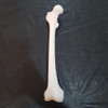 Femur Anatomia Humana Impresion 3d 6