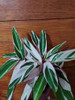 Planta Calathea!!! 3