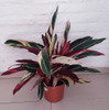 Planta Calathea!!! 5