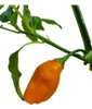 Semillas Aji Picante, Chile  Mango 1