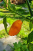 Semillas Aji Picante, Chile  Mango 2