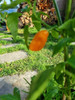 Semillas Aji Picante, Chile  Mango 3