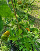 Semillas Aji Picante, Chile  Mango 4