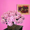 Arbusto De Flores De Seda Larksilk Hydrangea, Siete Cabezas 2