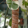 Tutor De Coco Para Plantas 1