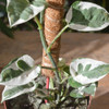 Tutor De Coco Para Plantas 5