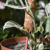 Tutor De Coco Para Plantas 6