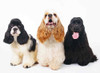 Libro Perros Razas Cocker Spaniel Americano Excellence Guia 1