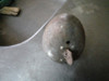 Farol De Bici Antiguo Sin Optica Ni Vidrio 3