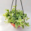 Baby Rose B18 Colgante Cubresuelo Planta Greenonline Vivero 1