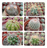 Mini Cactus Y Suculentas - Kit De 10 (exterior) 2