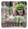 Mini Cactus Y Suculentas - Kit De 10 (exterior) 6