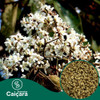 Sementes De Louro Pardo 500g 0 Sementes De Louro Pardo 500g 0