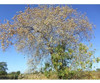 Sementes De Louro Pardo 500g 1 Sementes De Louro Pardo 500g 1