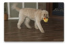 Gazoos Juguete Interactivo Para Perros - Wacky Mcquacky 3