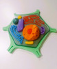 Célula Vegetal Eucariota Modelo Didáctico 3d 1