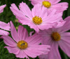 Sementes De Cosmos Pinkie - Cosmos Bipinnatus - Flor Apicola 2 Sementes De Cosmos Pinkie - Cosmos Bipinnatus - Flor Apicola 2
