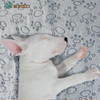 Mantas Para Perros Lavables De 1 Pieza, Manta Suave Para ... 6