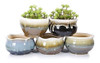 Vanenjoy Large Ceramica Suculenta Maceta Multicolor Colorido 4