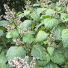 Aceite Esencial Puro De Patchouli 10ml 0