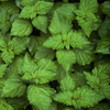 Aceite Esencial Puro De Patchouli 10ml 1