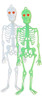 Kit 06 Esqueleto Neon Enfeite Festa Halloween Dia Das Bruxas 2