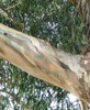 200 Sementes Eucalipto Azul Eucalyptus Globulus 5