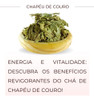 Kit 3chá Chapéu De Couro - Legitimo Echinodorus Grandiflorus 3 Kit 3chá Chapéu De Couro - Legitimo Echinodorus Grandiflorus 3