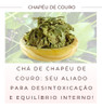 Kit 3chá Chapéu De Couro - Legitimo Echinodorus Grandiflorus 6 Kit 3chá Chapéu De Couro - Legitimo Echinodorus Grandiflorus 6