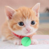 Juguetes Pelotas Gatos Gatitos Colores Diversion Espuma X 6 7