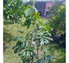 Ciruela Remolacha Vivero Sol 2 Ciruela Remolacha Vivero Sol 2