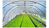 Nylon Invernadero 10 Mts X 6.50 Mts - Techo O Tunel 150 Mic 0 Nylon Invernadero 10 Mts X 6.50 Mts - Techo O Tunel 150 Mic 0
