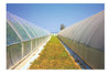 Nylon Invernadero 10 Mts X 6.50 Mts - Techo O Tunel 150 Mic 1 Nylon Invernadero 10 Mts X 6.50 Mts - Techo O Tunel 150 Mic 1