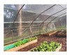 Nylon Invernadero 10 Mts X 6.50 Mts - Techo O Tunel 150 Mic 5 Nylon Invernadero 10 Mts X 6.50 Mts - Techo O Tunel 150 Mic 5