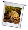 3drosa Fl_91057_1 Tortuga De Caja Oriental, Michigan-us23 Aj 0