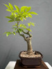 Bonsai Planta Palo Borracho 18 Años Maceta Esmaltada N4 2