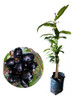 Plantin De Jambuloan 0