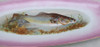 Fuente De Pescado En Loza Chescolovaca 4