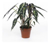 Alocasia Bambina Planta 0 Alocasia Bambina Planta 0