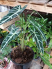Alocasia Bambina Planta 1 Alocasia Bambina Planta 1