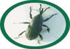 Cosmolure Molecol Moleque Da Bananeira Controle Biologico 4