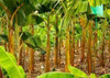 Cosmolure Molecol Moleque Da Bananeira Controle Biologico 5