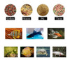 Alimentador Automatico Peixes Aquario 4 Vezes/dia + Manual 6