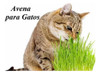 Kit Completo Para Sembrar Pasto Gatos - Perros Conejos 1