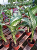 Planta Tropic P/interior H E R M O S A 2