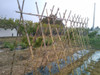 Tutores Caña Bambu 160cm 10u Tomateras Enredaderas 2