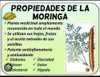 Semillas De Moringa Orgánicas 2
