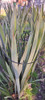 Tutor De Hierro Para Plantas 1