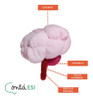 Cerebro De Peluche 1