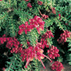 Grevillea X  Lanígera Mount Tamboritha , Australiana ! 1